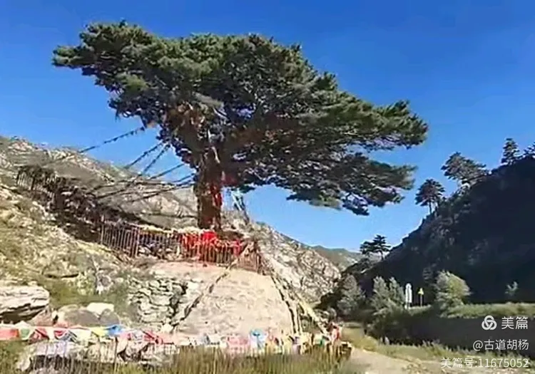 油松,呼和浩特市树